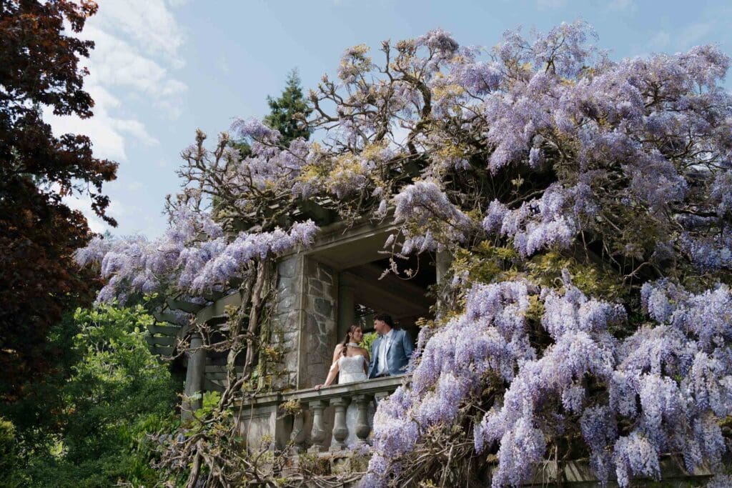 Hatley Castle Wedding captured by Hayley Zumkeller Photography & Videography, the couple is standing by the wisteria trees
