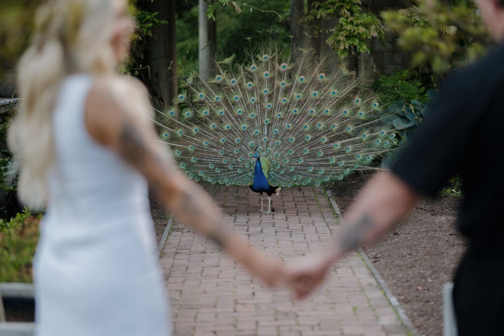 Hayley Zumkeller photography and videography team capture a proposal on the ground of Hatley Castle and are joined by a peacock roaming the grounds.