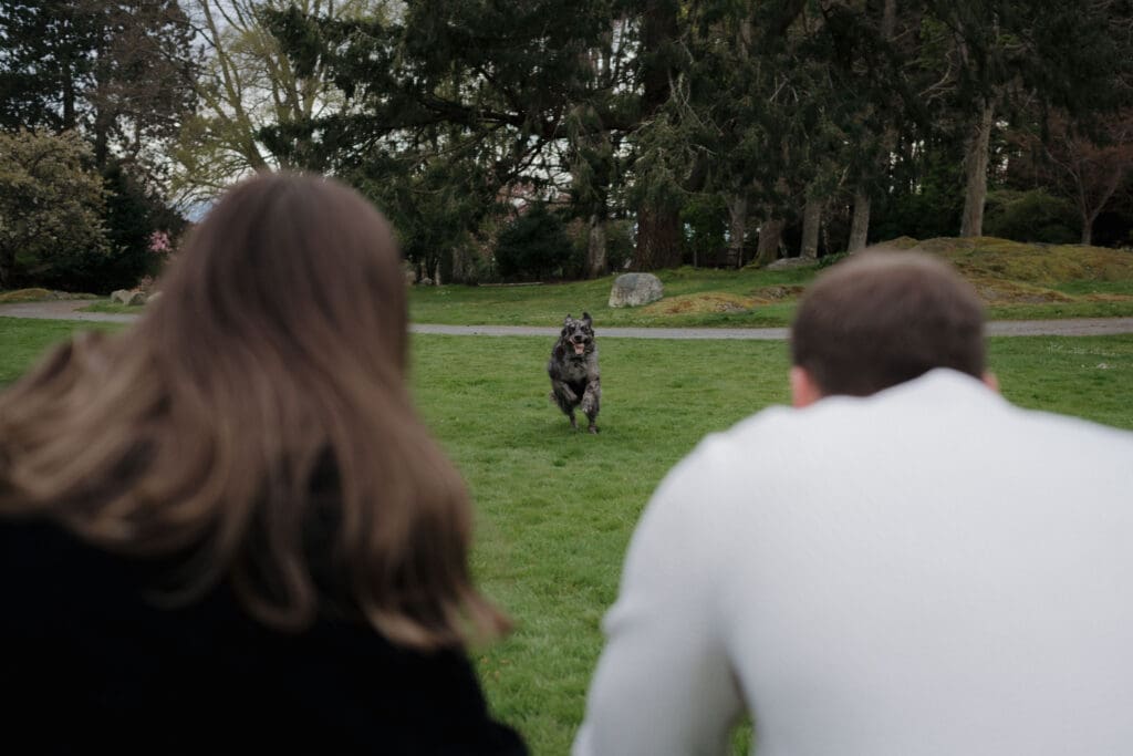 A newly engaged couple includes their dog into the celebration following the surprise proposal at Government House Gardens on Vancouver Island.