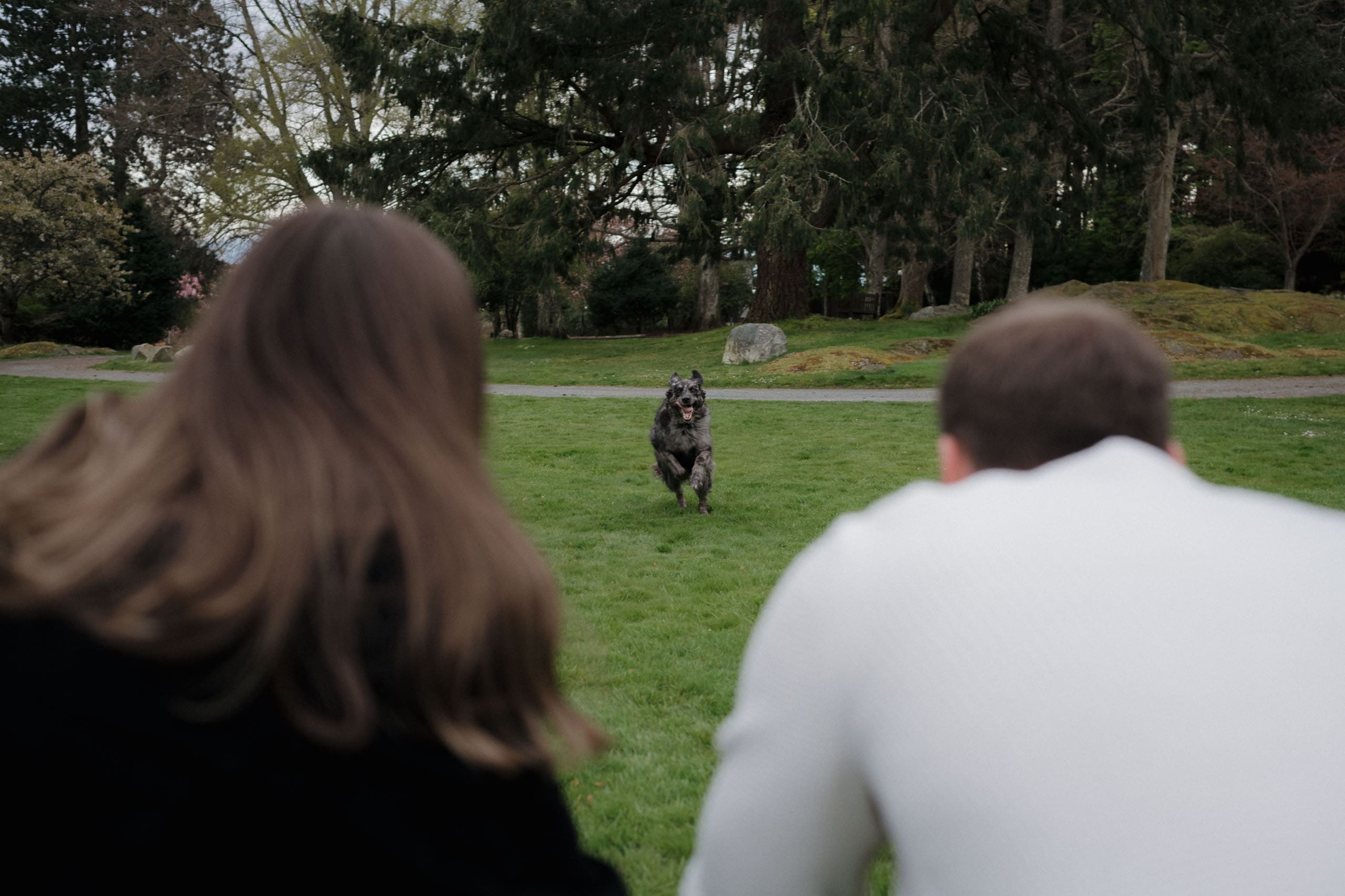 A newly engaged couple includes their dog into the celebration following the surprise proposal at Government House Gardens on Vancouver Island.