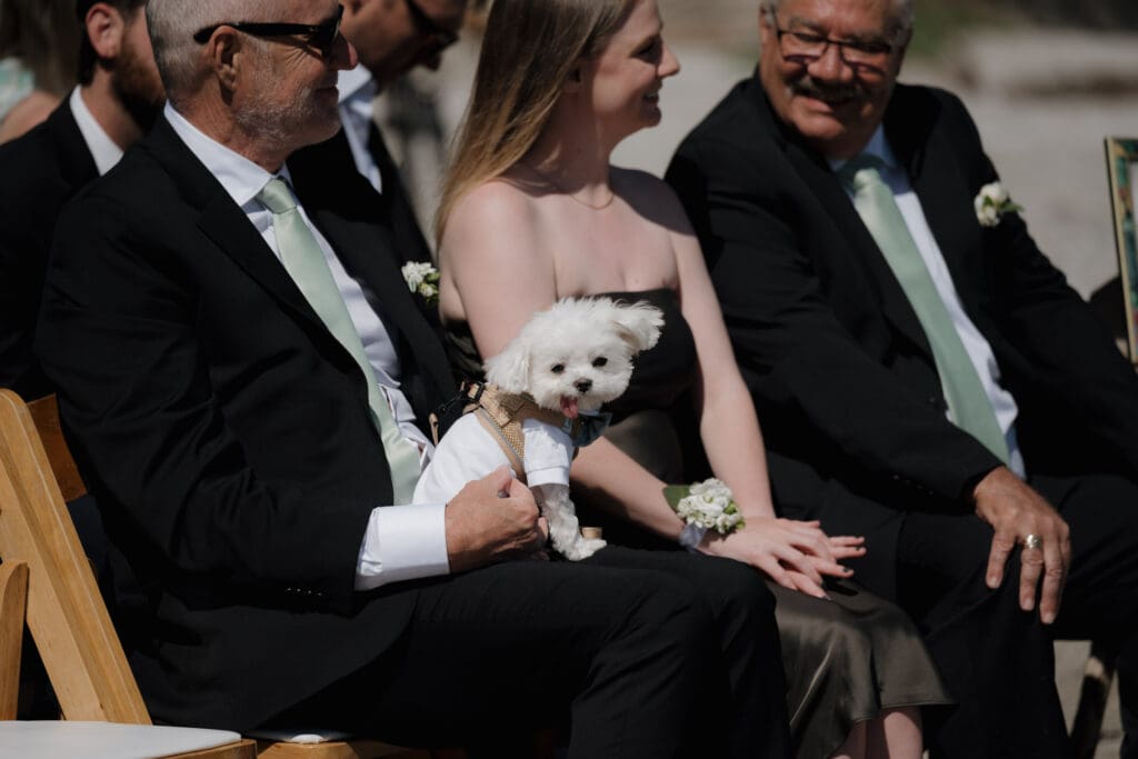 A couple's dog is captured on the lap of a guest after serving as the ring bearer at the ceremony of this Tofino BC beach side wedding